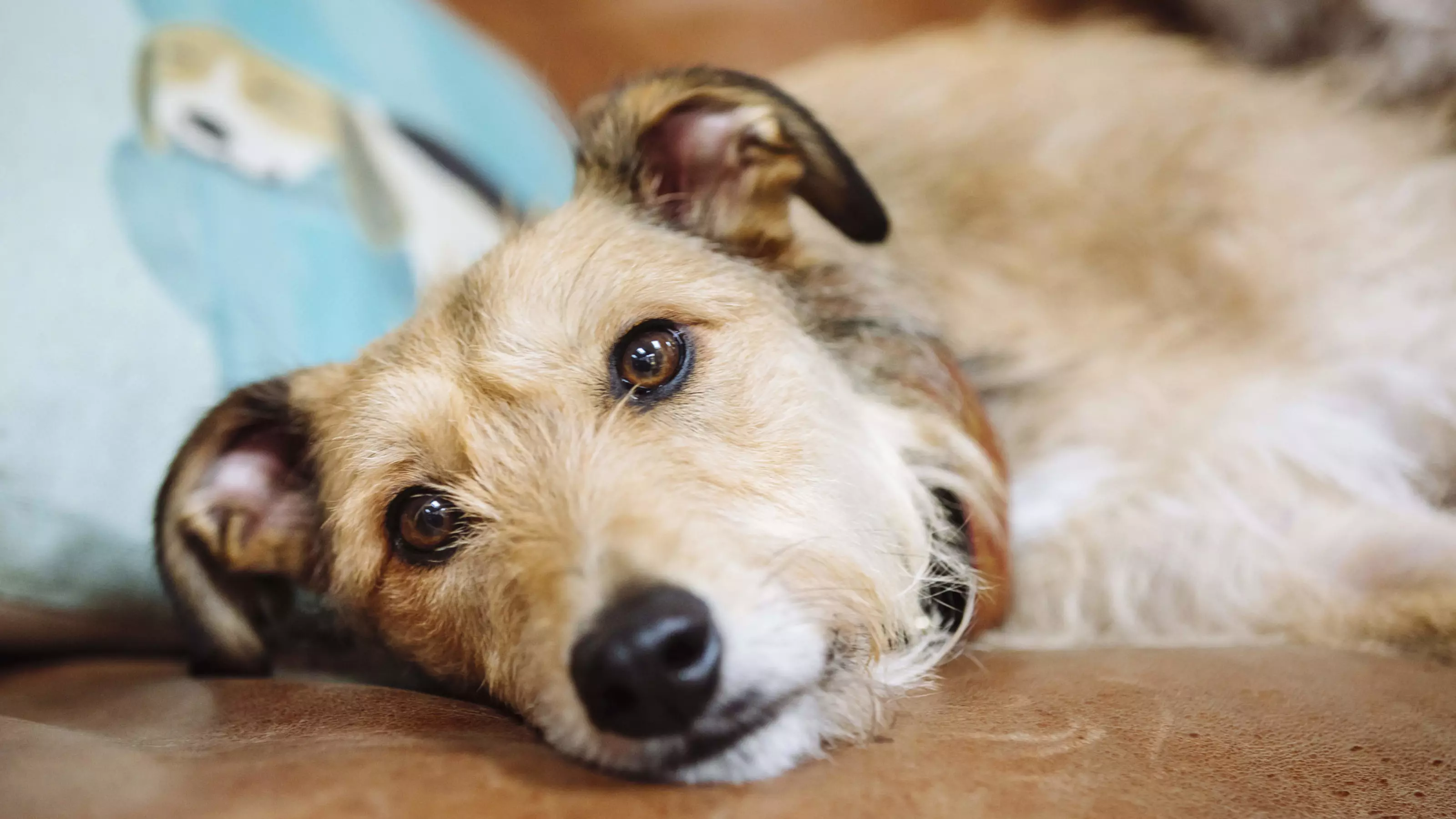 My dog keeps being sick and not eating hot sale
